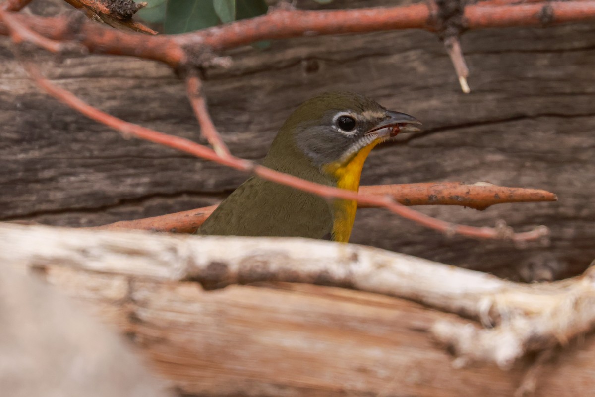 Yellow-breasted Chat - ML610417288