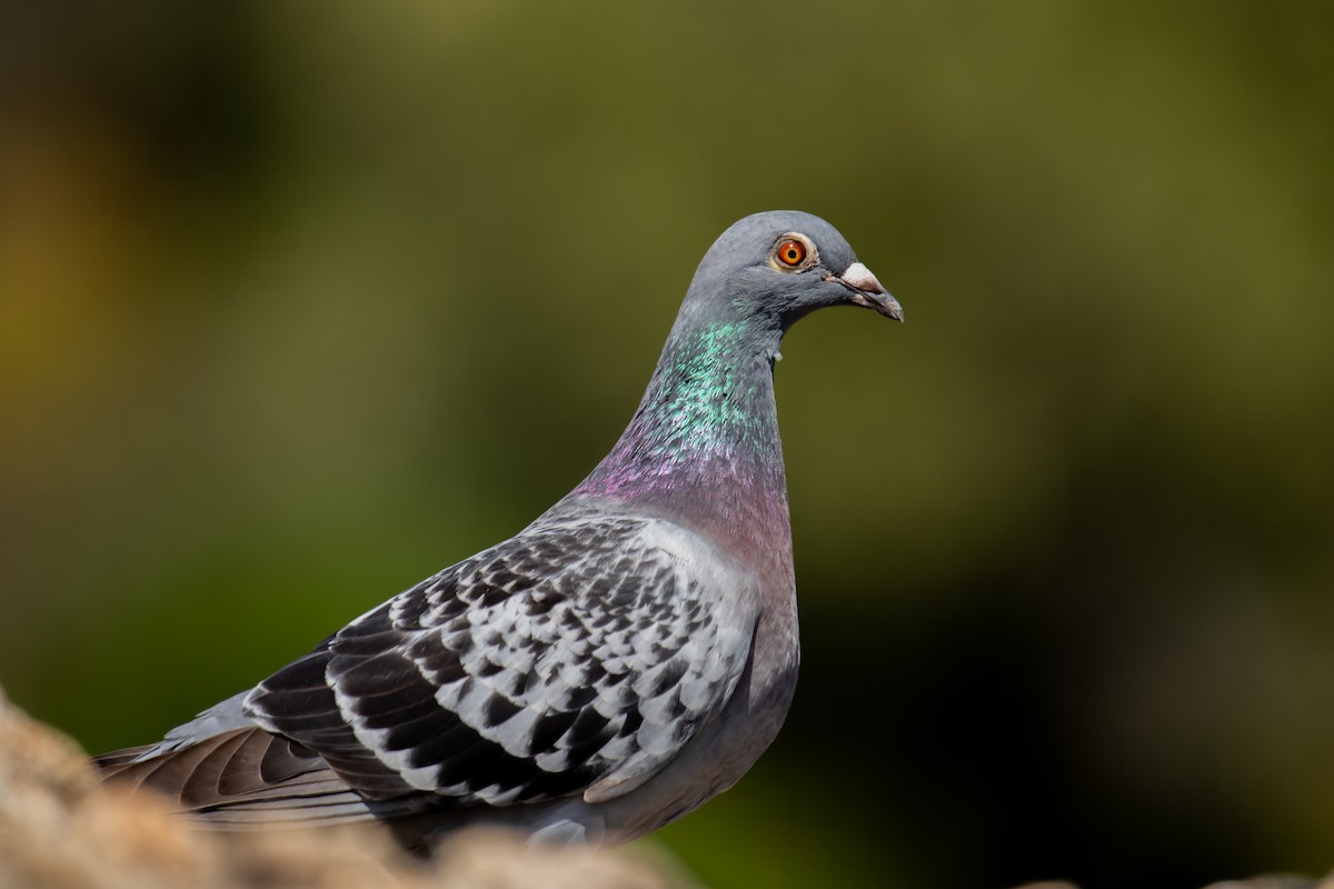 Rock Pigeon (Feral Pigeon) - Dominic More O’Ferrall