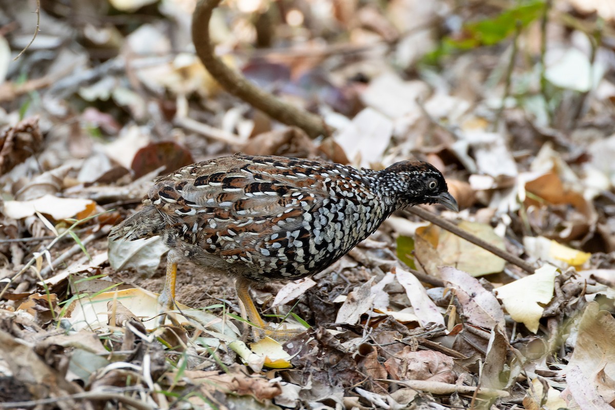 Black-breasted Buttonquail - ML610418106