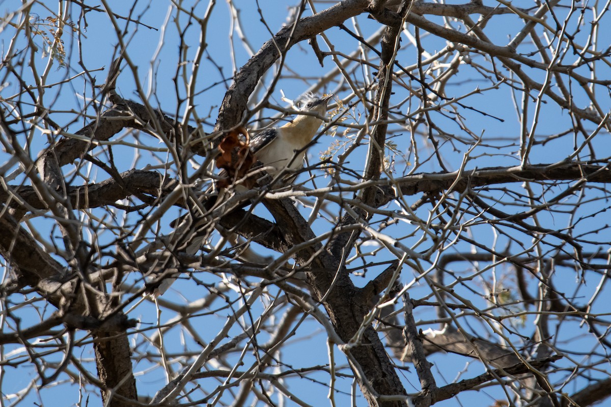 Great Spotted Cuckoo - ML610418124