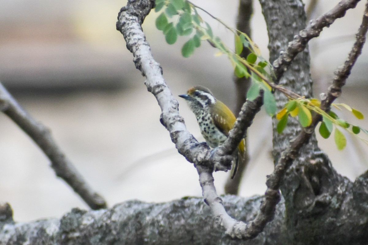 Speckled Piculet - ML610418142