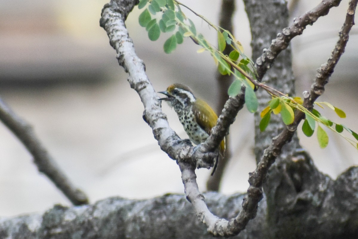 Speckled Piculet - Madhur Upadhyay