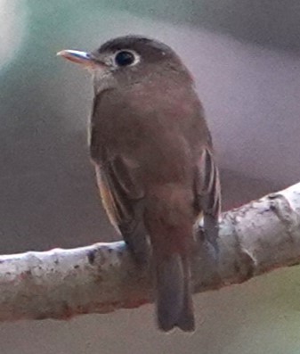 Brown-breasted Flycatcher - ML610418644