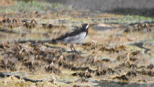 White-browed Wagtail - ML610418695