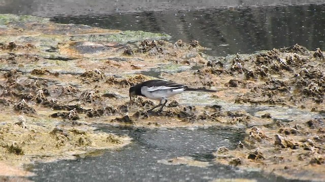 White-browed Wagtail - ML610418696