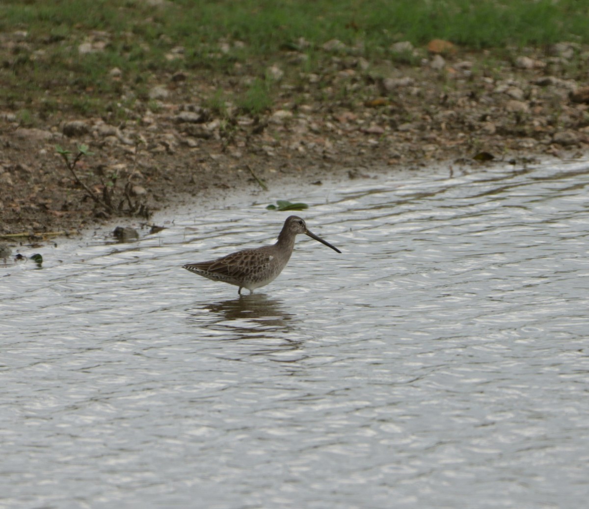 Long-billed Dowitcher - ML610419218