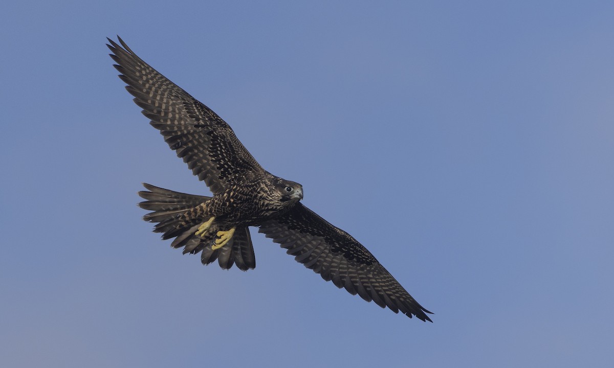 Peregrine Falcon (Peale's) - Zak Pohlen
