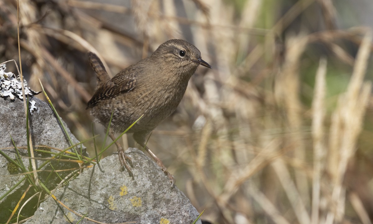 Pacific Wren (alascensis Group) - ML610419402