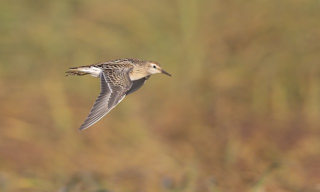 Juvenile Sharp-tailed Sandpiper. - Sharp-tailed Sandpiper - 