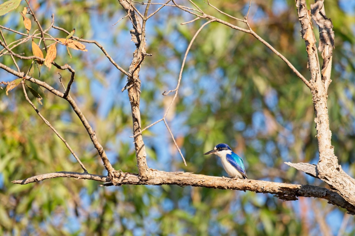 Forest Kingfisher - ML610419543