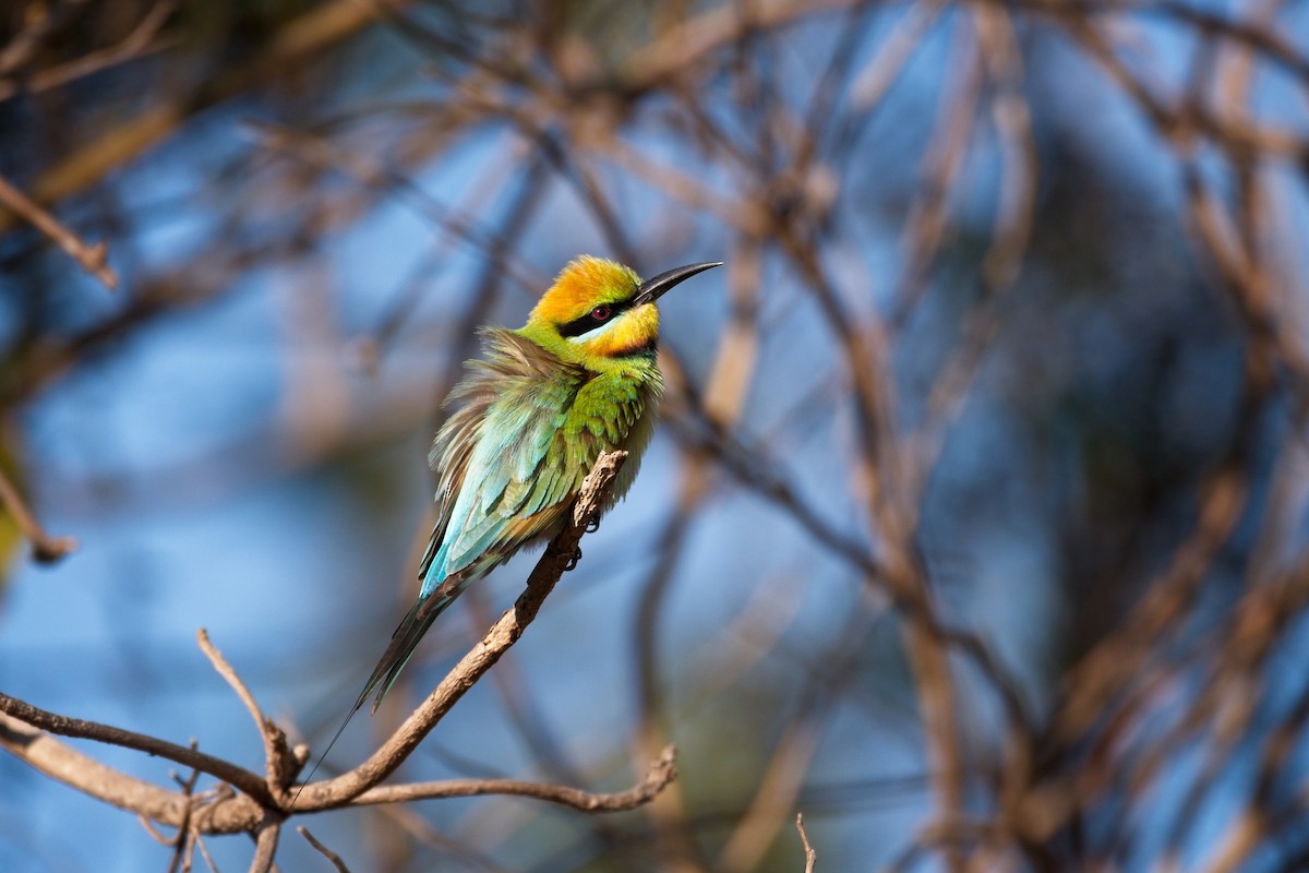 Rainbow Bee-eater - Paul McDonald
