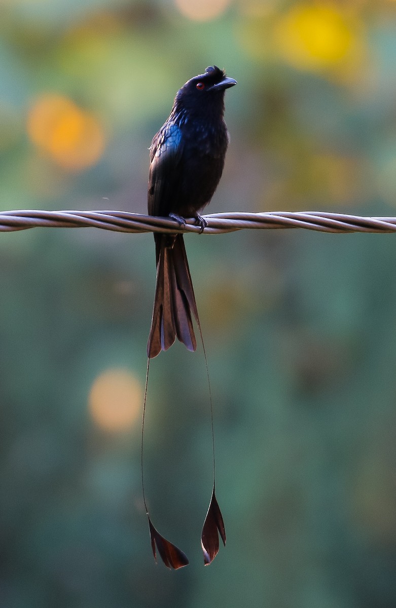 Greater Racket-tailed Drongo - ML610419734