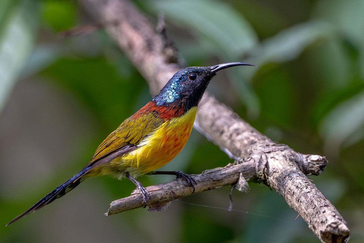 Green-tailed Sunbird - Vivek Saggar