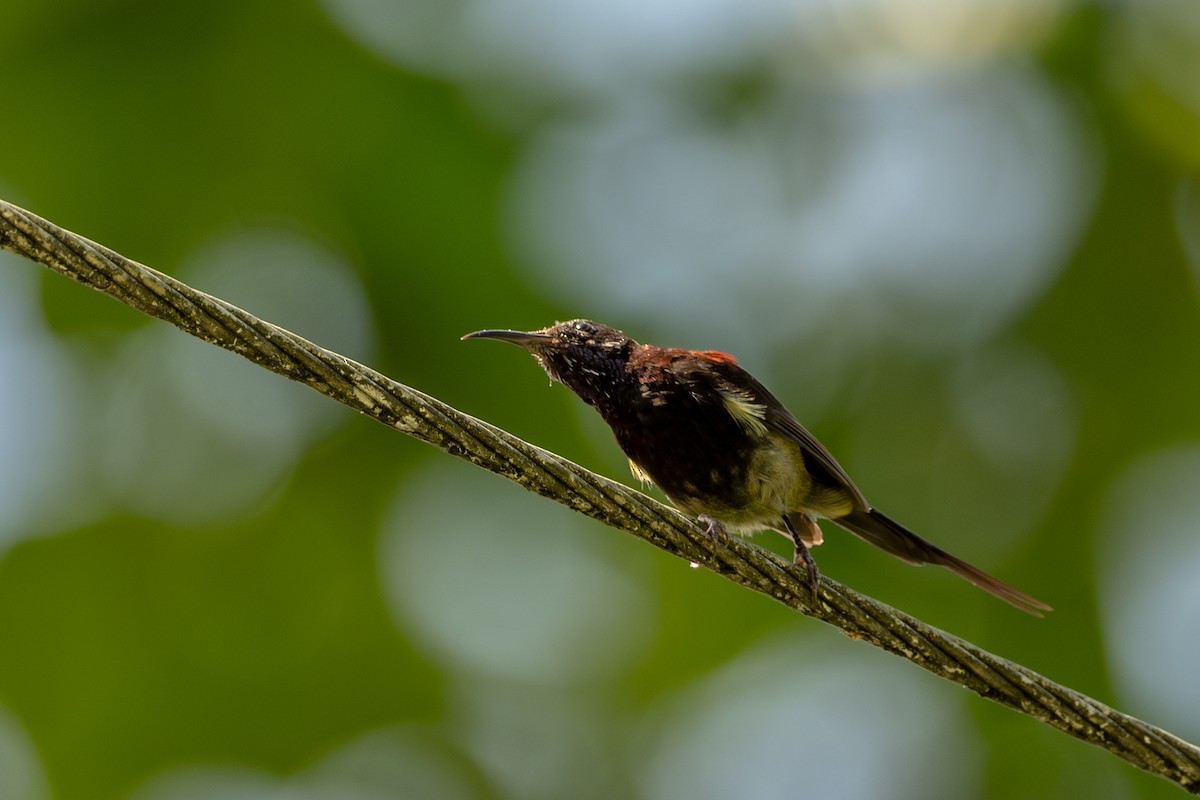 Black-throated Sunbird - Vivek Saggar