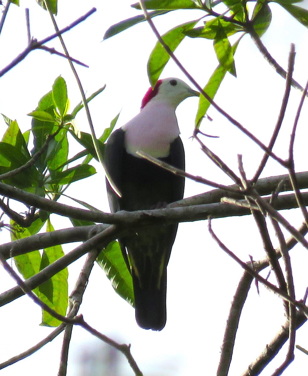 Red-naped Fruit-Dove - ML610420343
