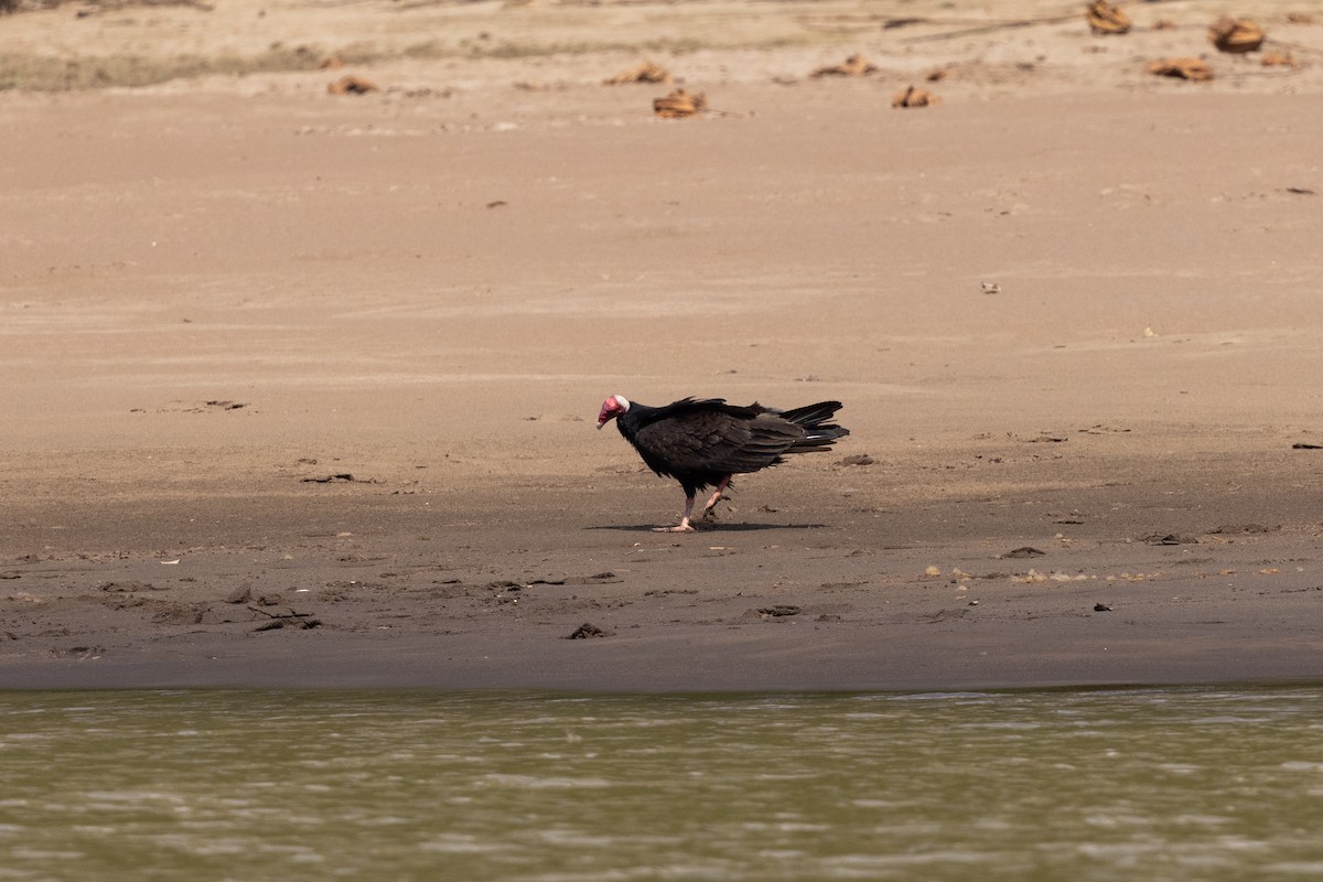 Greater Yellow-headed Vulture - ML610420643