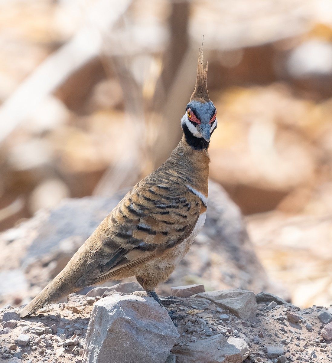 Spinifex Pigeon (White-bellied) - ML610420969