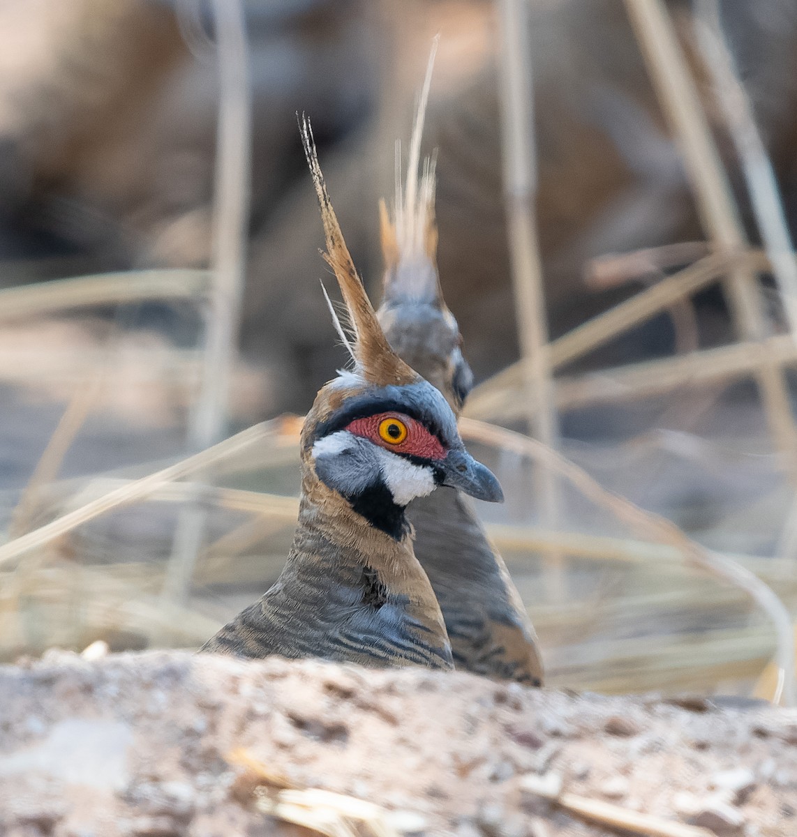 Spinifex Pigeon (White-bellied) - ML610420971
