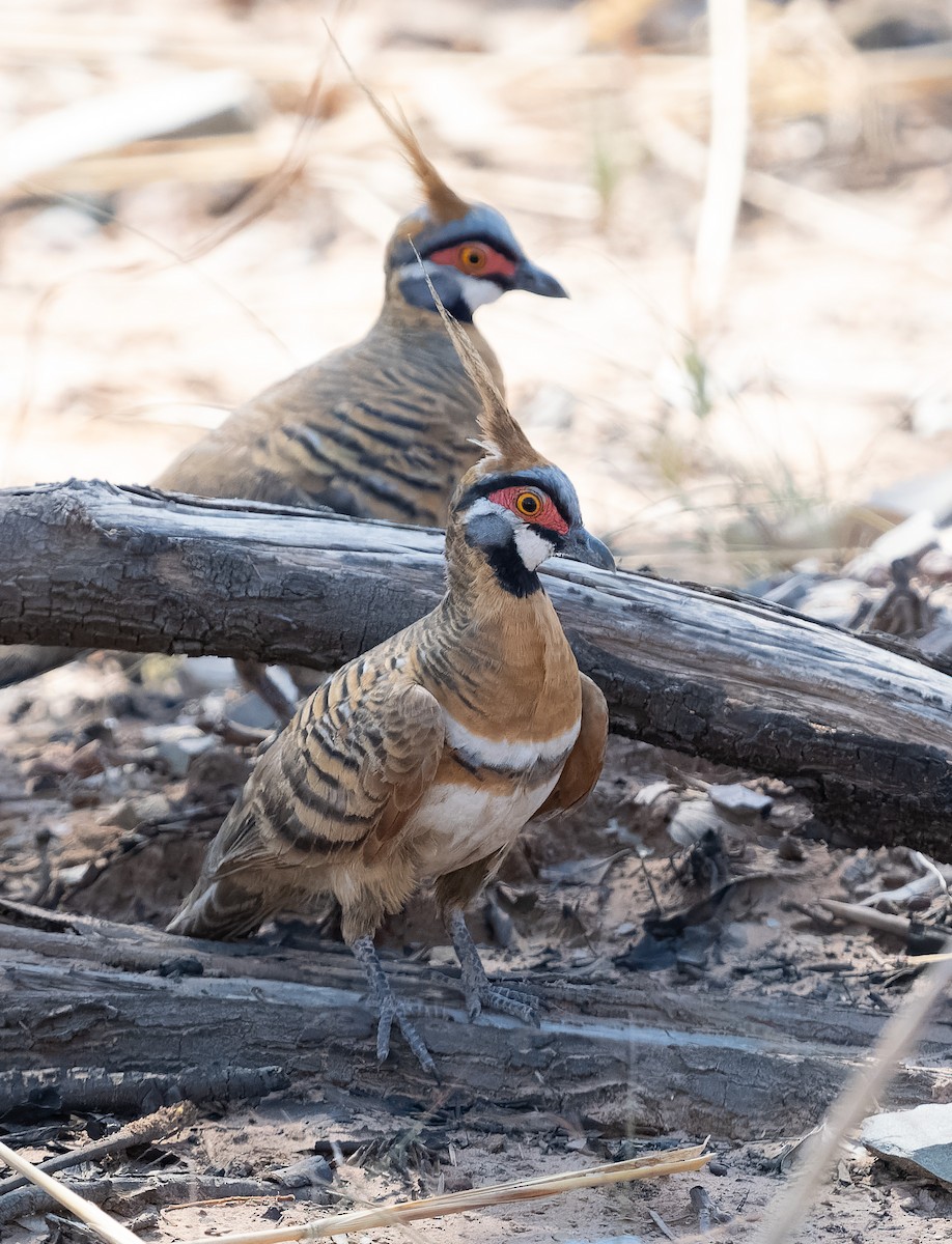 Spinifex Pigeon (White-bellied) - ML610420975