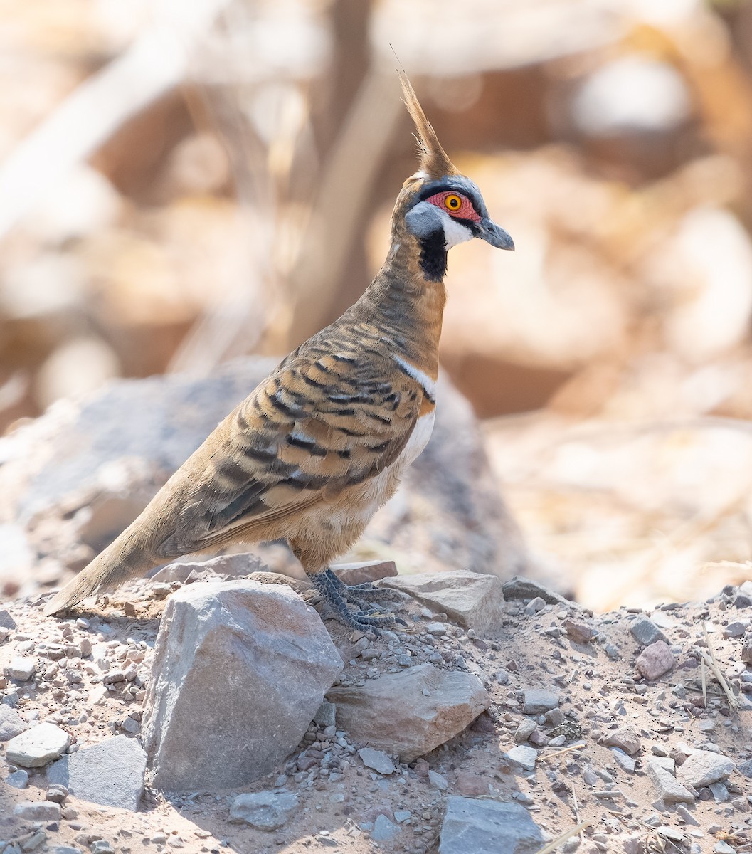 Spinifex Pigeon (White-bellied) - ML610420978