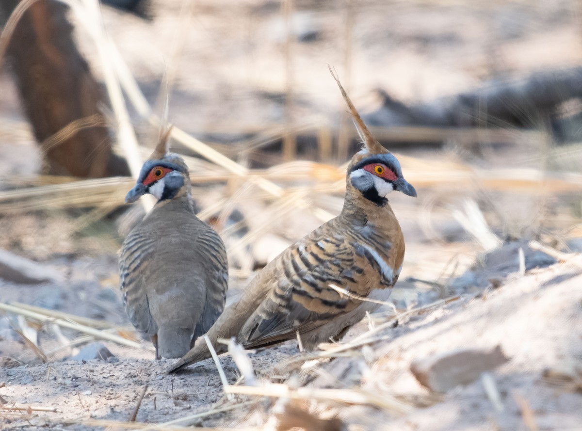 Spinifex Pigeon (White-bellied) - ML610420979