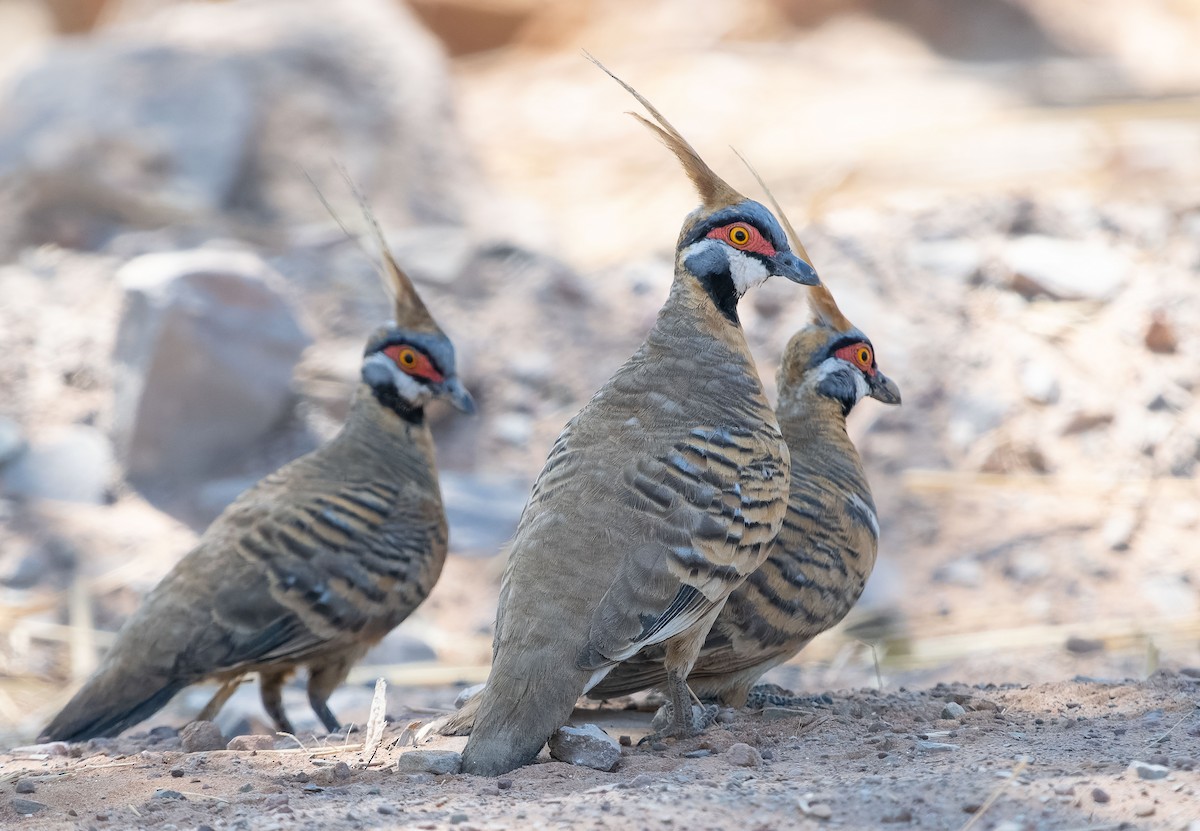 Spinifex Pigeon (White-bellied) - ML610420980