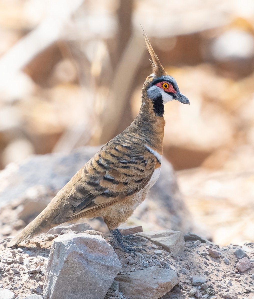 Spinifex Pigeon (White-bellied) - ML610420982