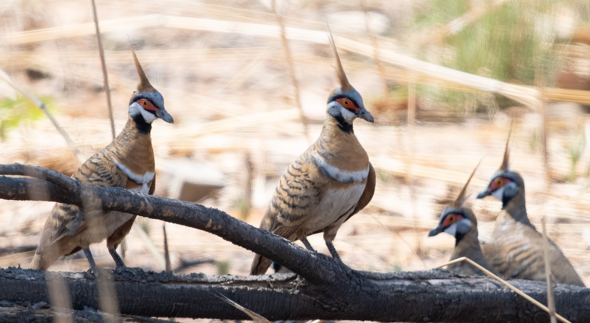 Spinifex Pigeon (White-bellied) - ML610420985