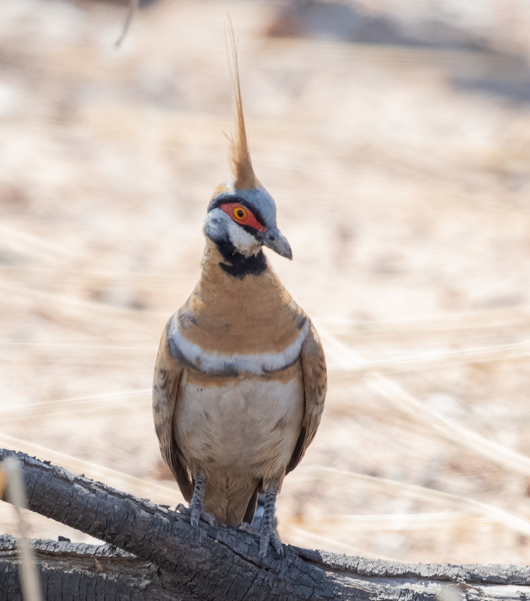 Spinifex Pigeon (White-bellied) - ML610420987