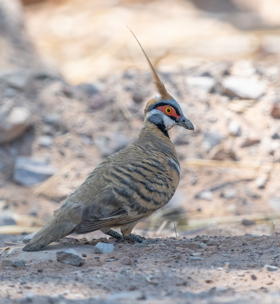 Spinifex Pigeon (White-bellied) - ML610420988
