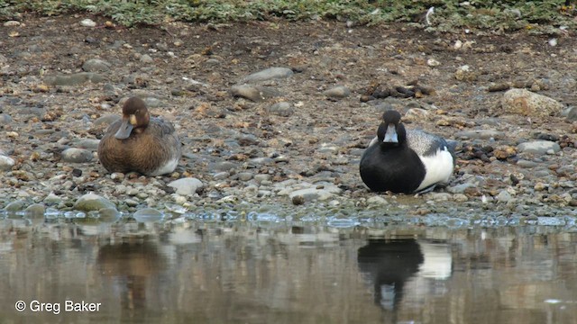 Greater Scaup - ML610421112