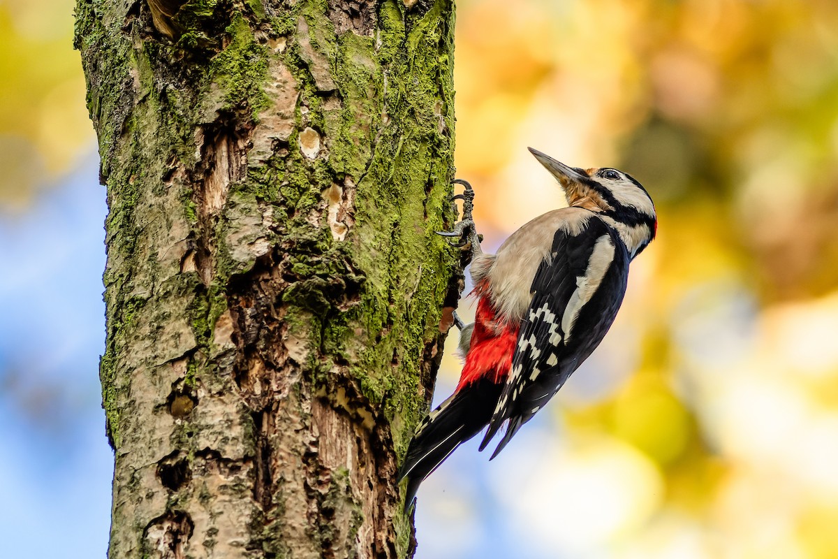Great Spotted Woodpecker - ML610421343