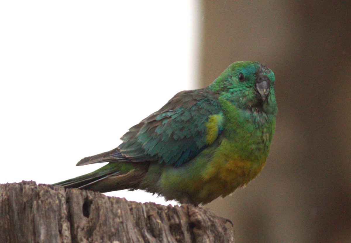 Red-rumped Parrot - ML610421439