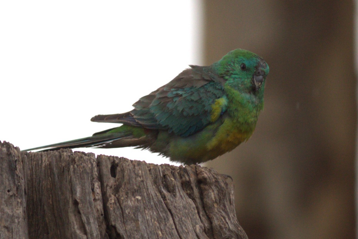 Red-rumped Parrot - ML610421440