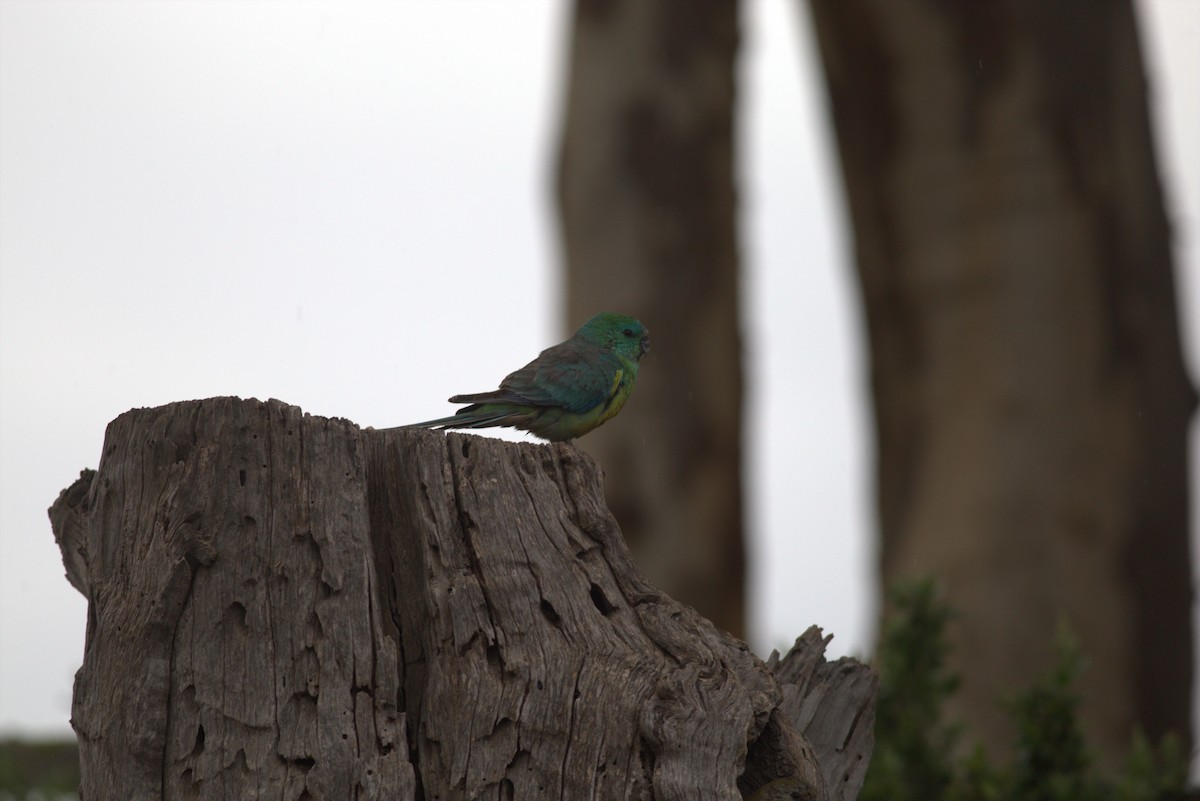 Red-rumped Parrot - ML610421441