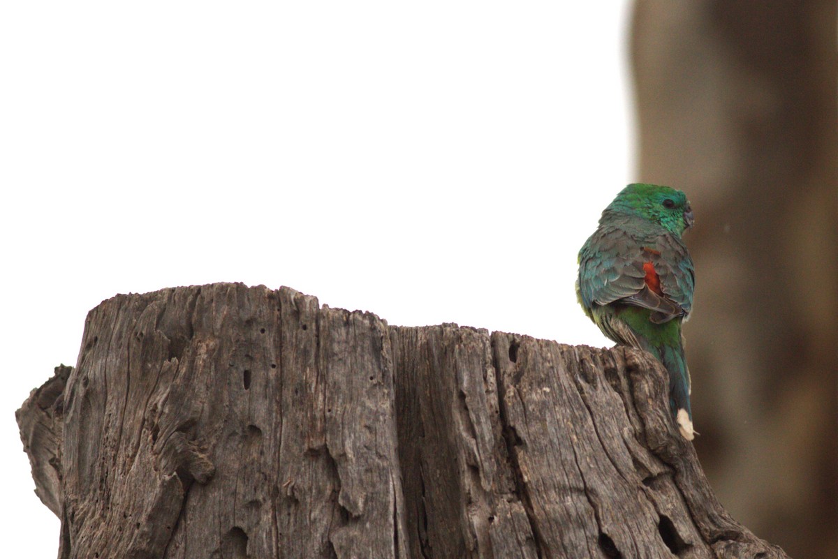 Red-rumped Parrot - ML610421442
