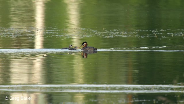 Red-necked Grebe - ML610421461