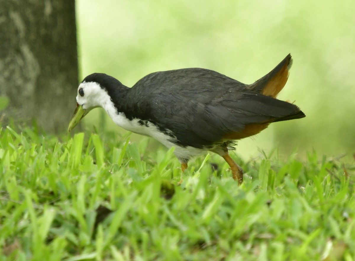 White-breasted Waterhen - WK Ng