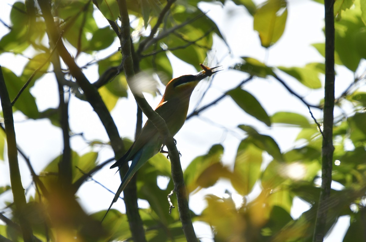 Blue-tailed Bee-eater - ML610421544