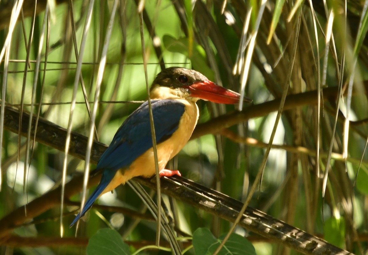 Stork-billed Kingfisher - WK Ng