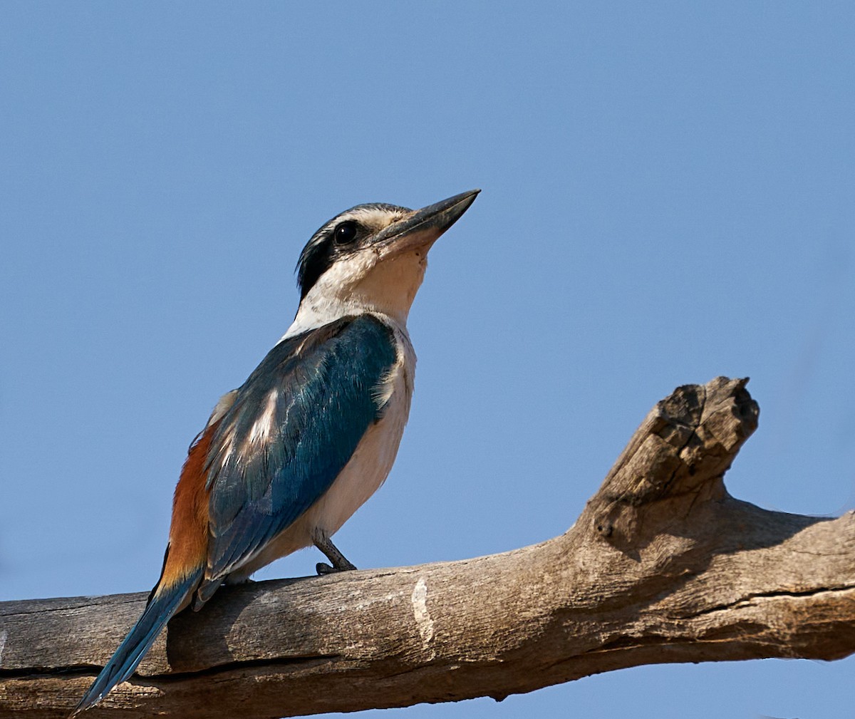 Red-backed Kingfisher - Robert Berry