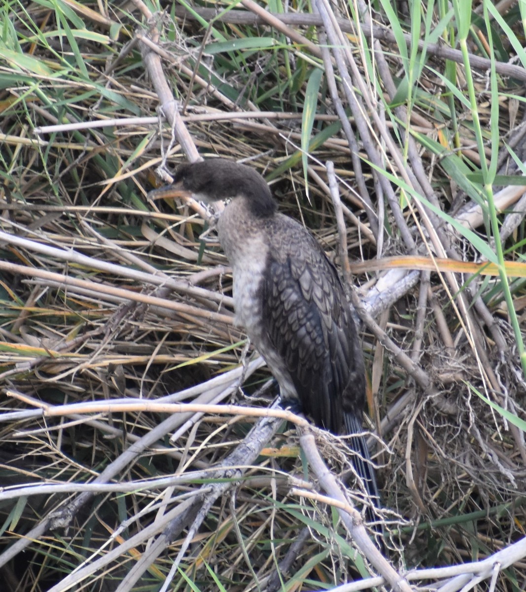 Long-tailed Cormorant - ML610421893