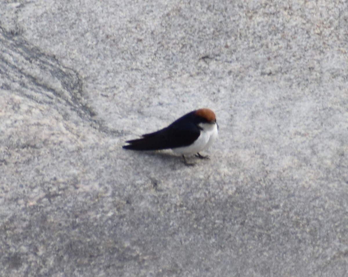 Wire-tailed Swallow - ML610421925