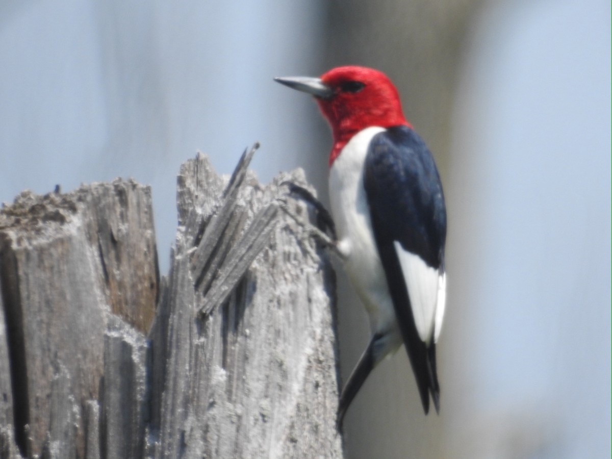 Red-headed Woodpecker - ML61042211