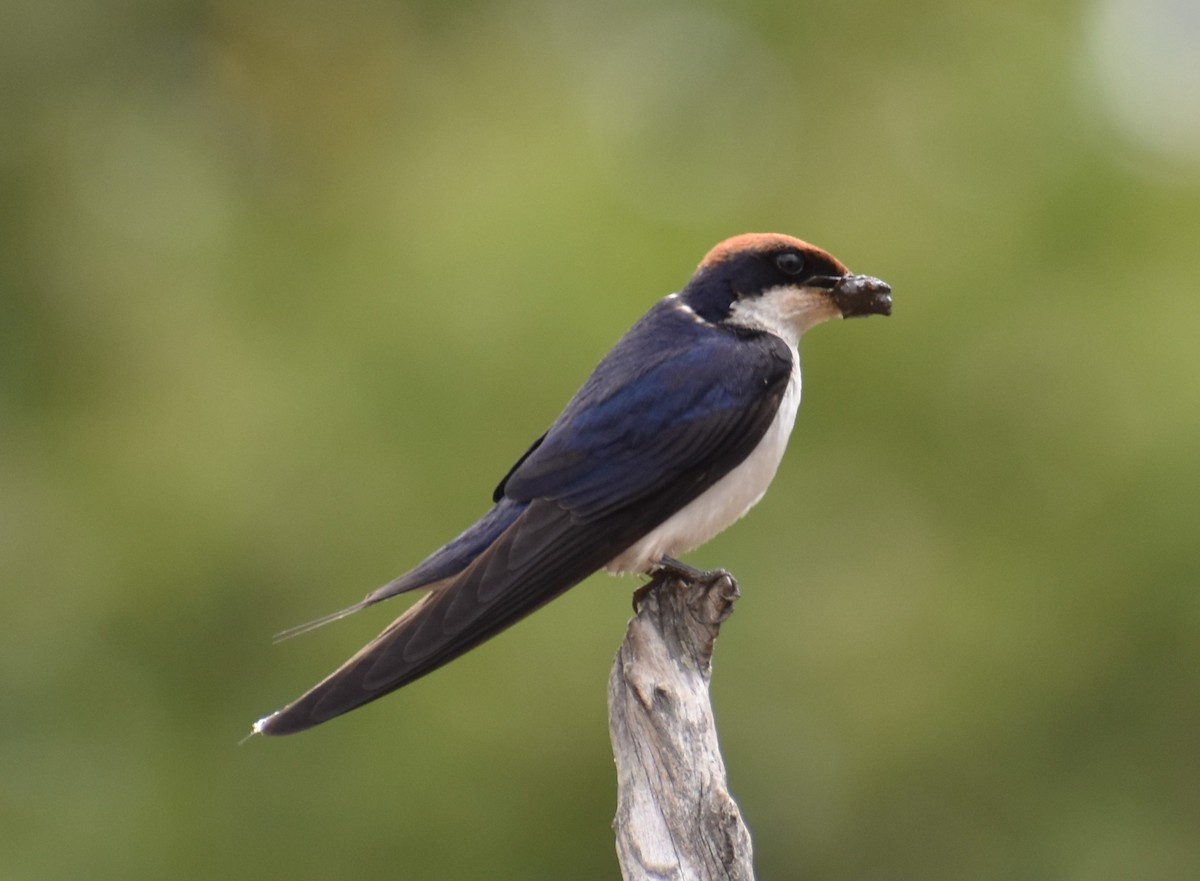 Wire-tailed Swallow - ML610422126