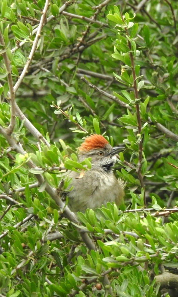 Sooty-fronted Spinetail - ML610422364