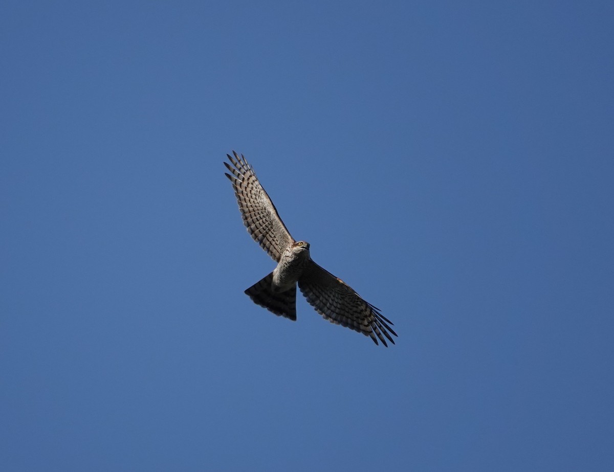 Eurasian Sparrowhawk - ML610422471