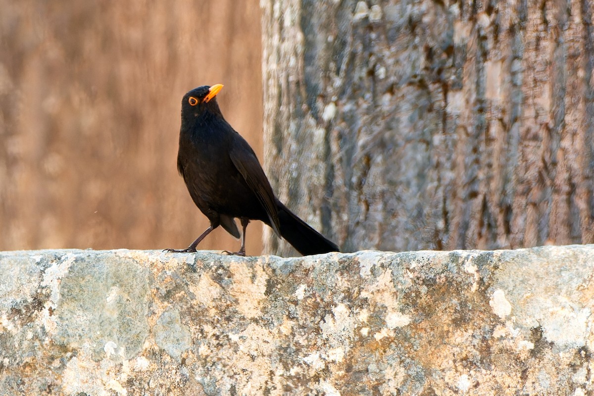 Eurasian Blackbird - Tomáš Grim