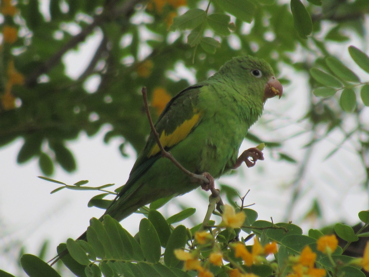 Yellow-chevroned Parakeet - Matias Almeida
