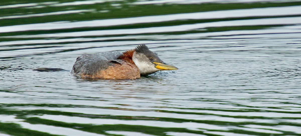 Red-necked Grebe - ML610423358